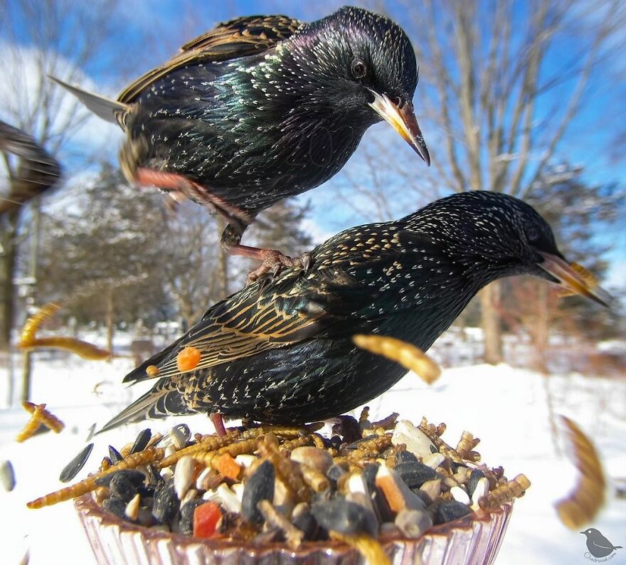 Starlings