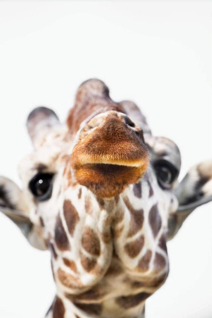 Wildlife-Photography-Animals-Best-Photos-Goran-Anastasovski