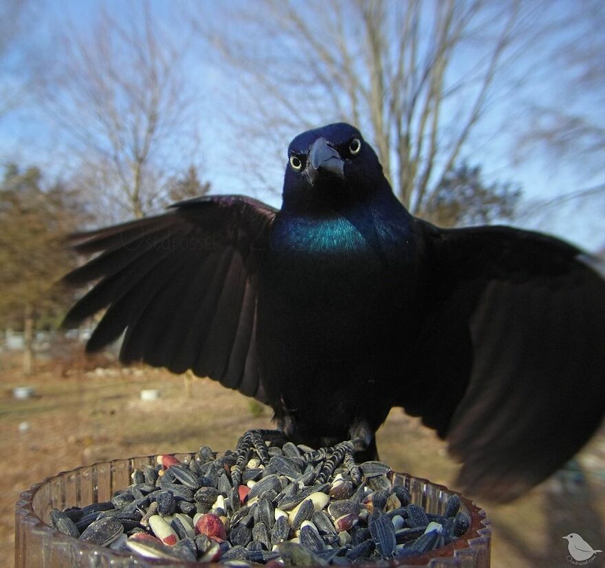 Grackle