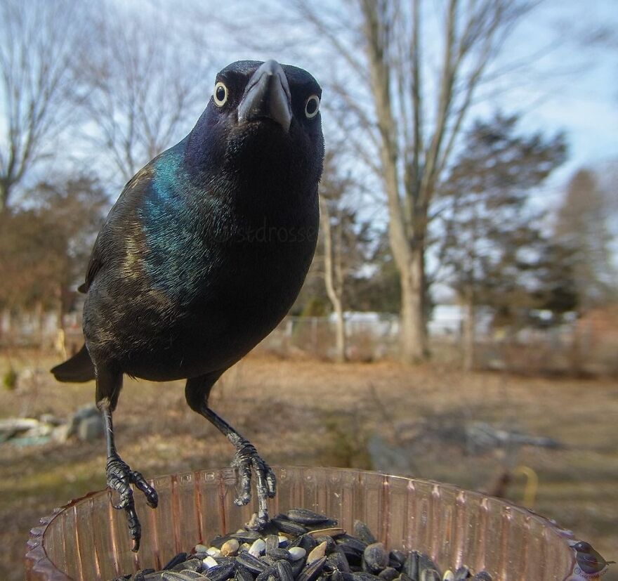 Grackle