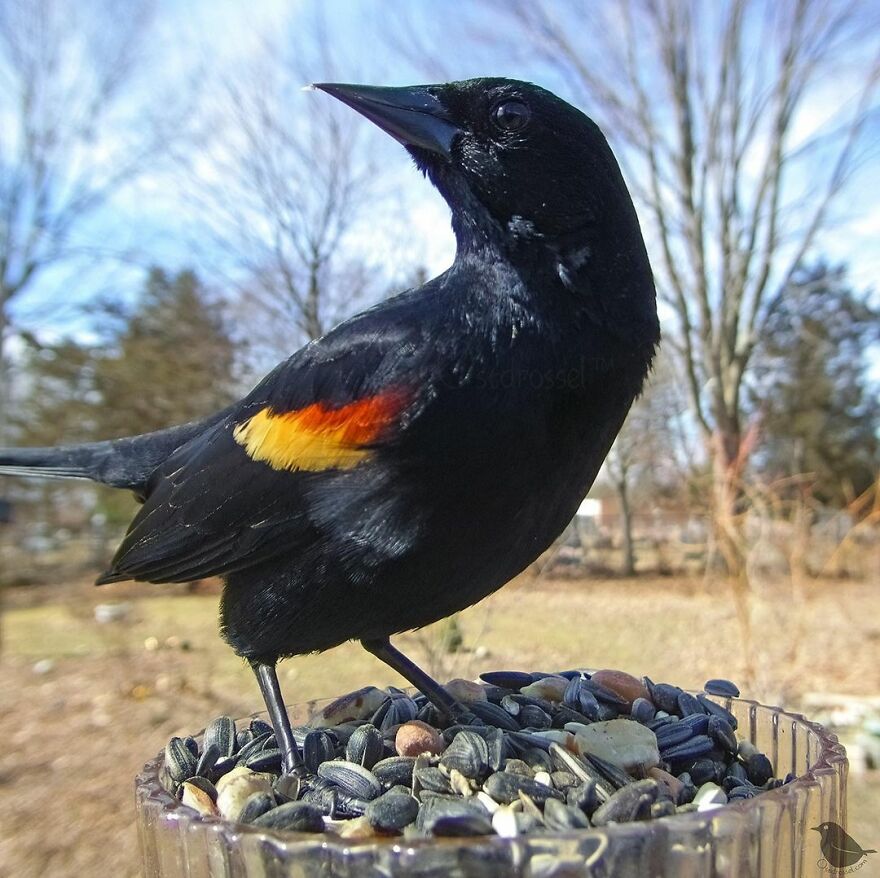 Redwinged Blackbird