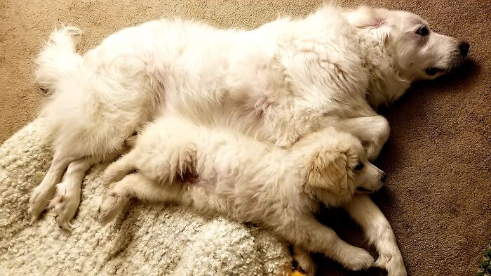 Pearl (9 Years) And Poppy (4 Months)