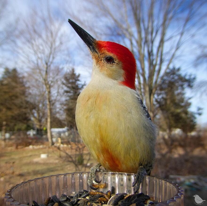 Redbellied Woodpecker