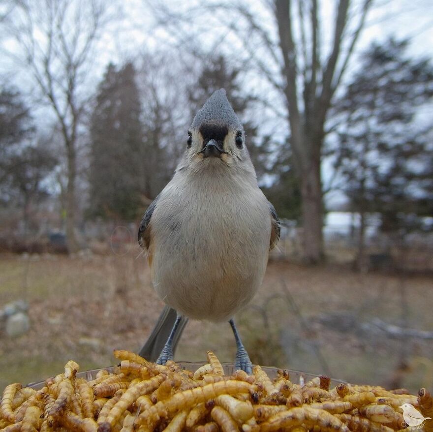 Tufted Titmouse