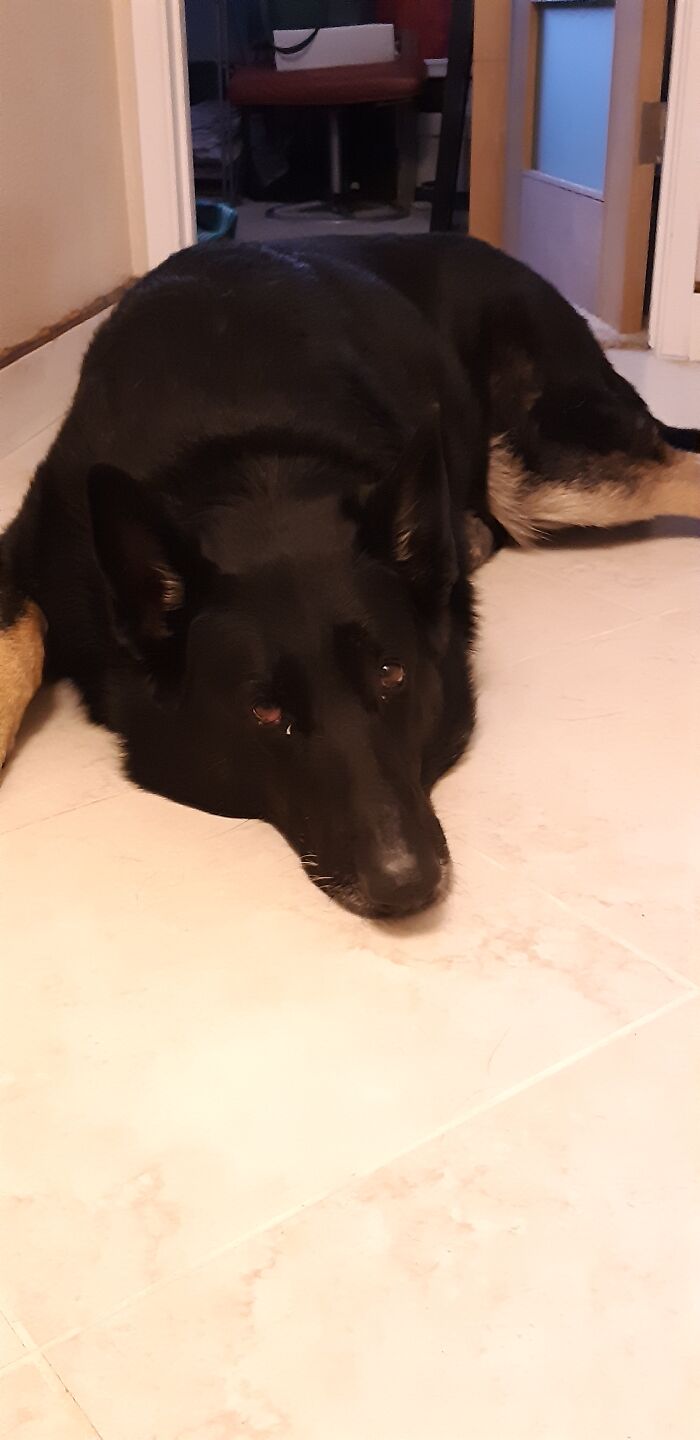 Nika 💕💕 She Is A Black German Shepherd, Very Loving With Kids But... Not With Squirrels 😬