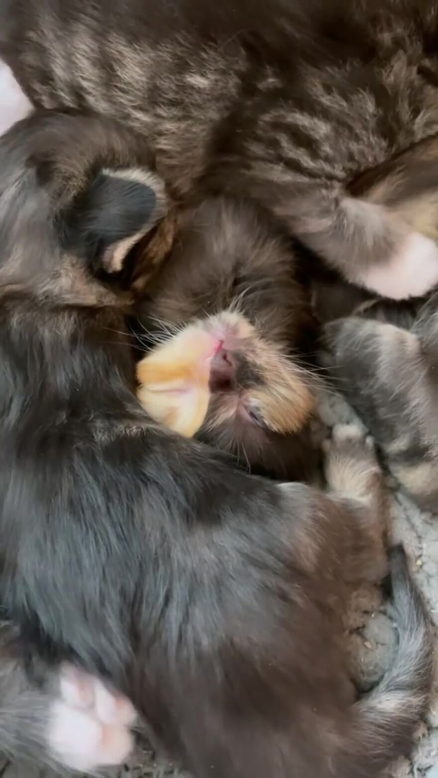 Meet Apricot, An Orphaned Chimera Kitten That Looks Like Two Different Cats Merged Into One