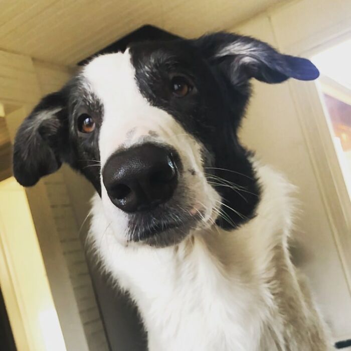 "Folks Claim That He Has Giraffe DNA In There Somewhere" - This Borzoi And German Shepherd Mixed Dog Has A Very Long Neck "Folks Claim That He Has Giraffe DNA In There Somewhere" - This Borzoi And German Shepherd Mixed Dog Has A Very Long Neck