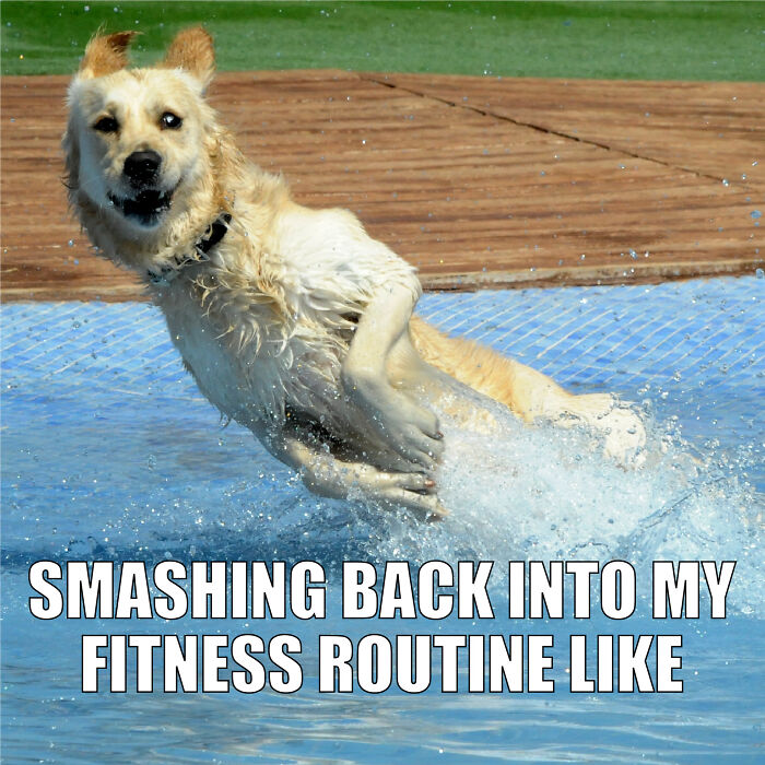 Animal-Friends-Comedy-Photo-Awards-Funny-Pet-Memes-Quarantine