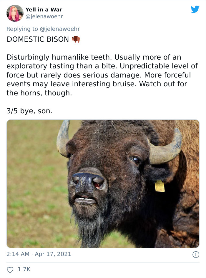 Animal-Bites-Being-Bitten-Review-Ranking-Twitter