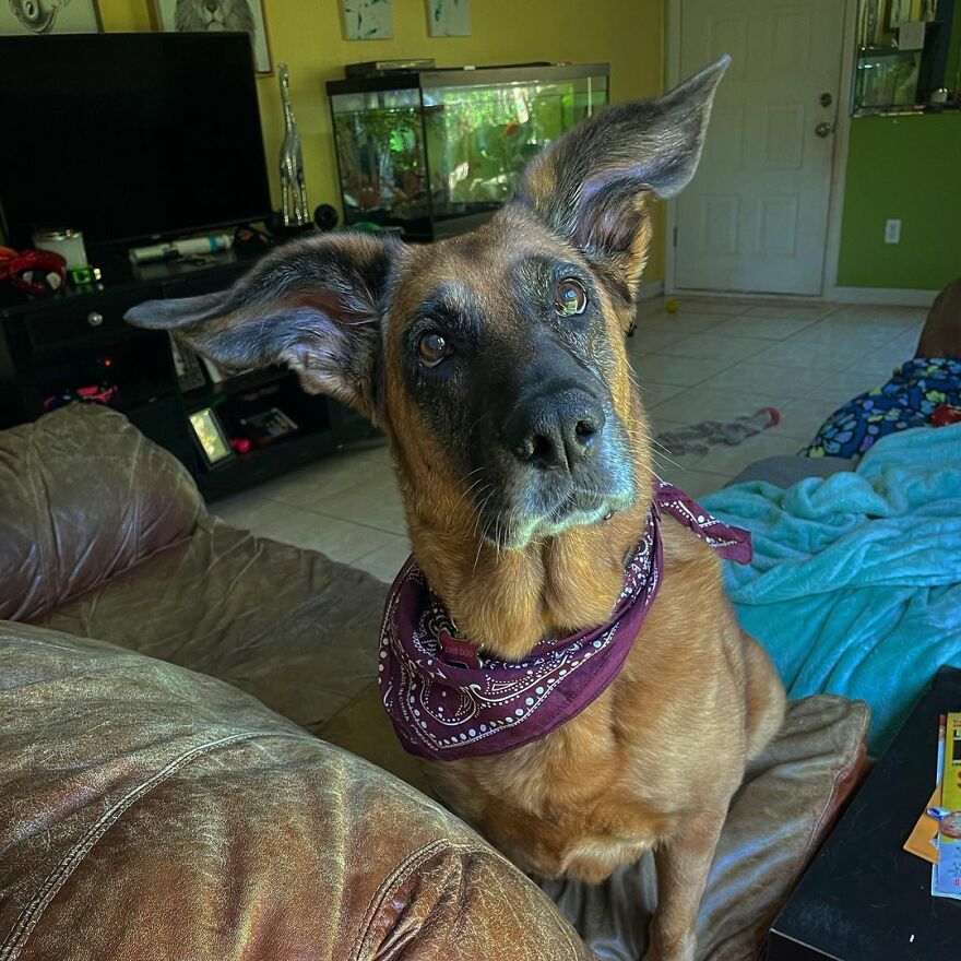 People Are In Love With This Rescue Dog That Looks Like Baby Yoda