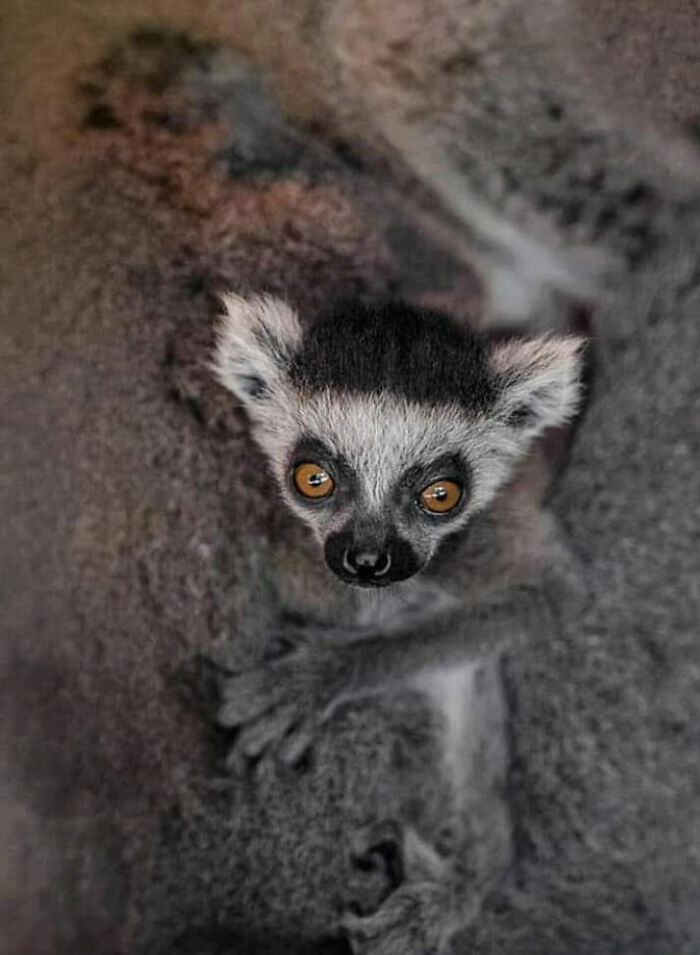 Wildlife-Photography-Animals-Best-Photos-Goran-Anastasovski