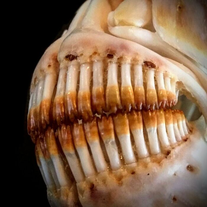 On My Instagram I Show The Most Bizarre Fish Teeth You Will Ever See.