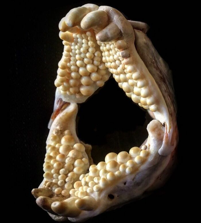 On My Instagram I Show The Most Bizarre Fish Teeth You Will Ever See.