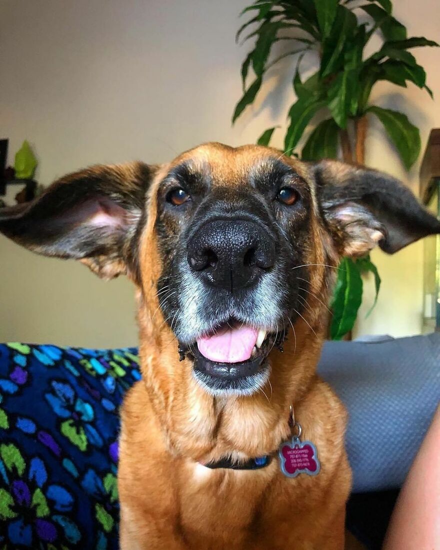 People Are In Love With This Rescue Dog That Looks Like Baby Yoda People Are In Love With This Rescue Dog That Looks Like Baby Yoda