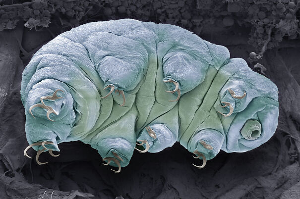 191010-tardigrade-water-bear-ew-457p_f758b7c7434ff1b0db520bb69d66e912.jpg