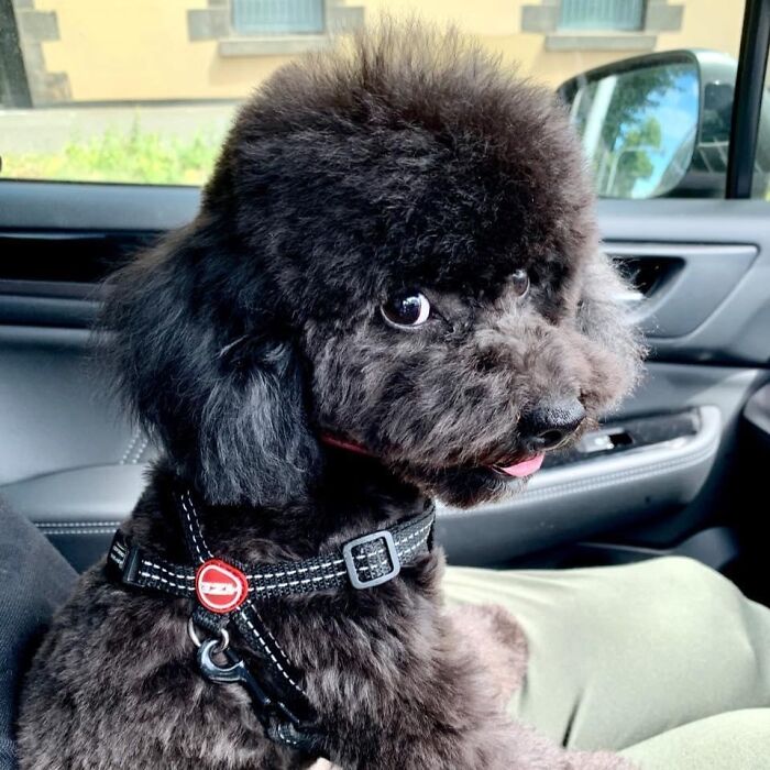 Little Miss Daisy After Her First Professional Groom