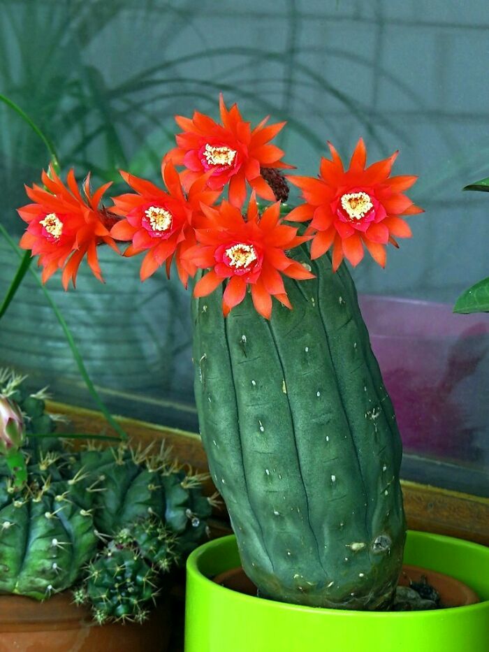 My Cactus That Finally Bloomed After 12 Years🥰