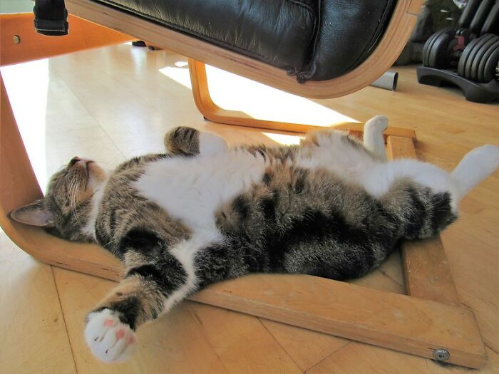 “What Is The Stupidest Thing You’ve Seen Your Pet Do?” (40 Answers)