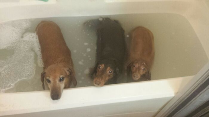 Animals-With-Threatening-Auras-Pics