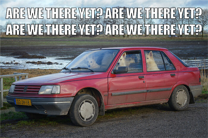 Animal-Friends-Comedy-Photo-Awards-Funny-Pet-Memes-Quarantine