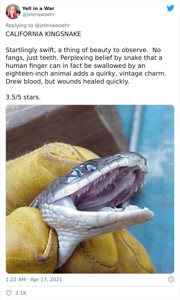 Animal-Bites-Being-Bitten-Review-Ranking-Twitter