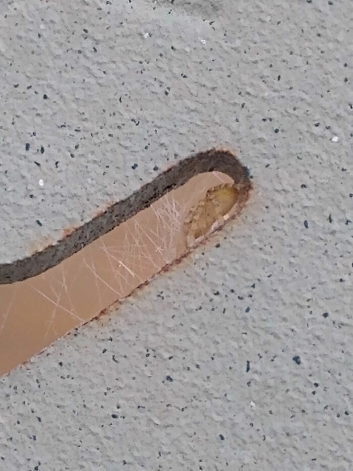 Backyard Spider On A Chair