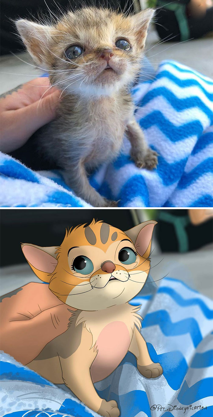 Little Lucy From @kittenxlady And @iamthecatphotographer Is Such A Little Fighter! Ugh She Is So Cute. Tiny But Mighty 💪 ⁣
⁣
keep It Up, Little Lucy!