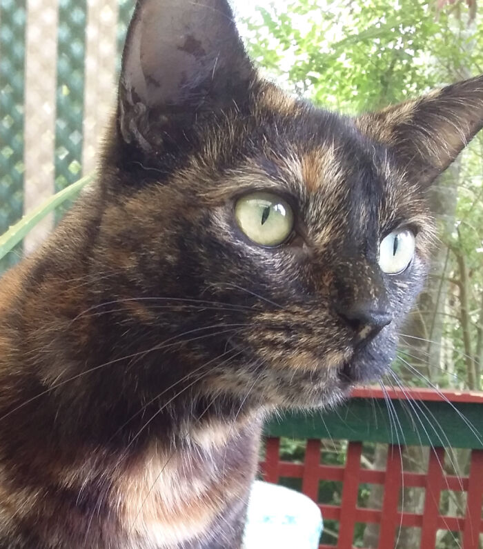 My Four Year Old Girl Misti The Crazy Cat.