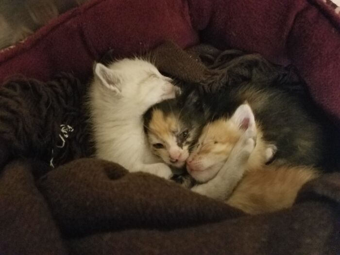 Snuggle Buddies