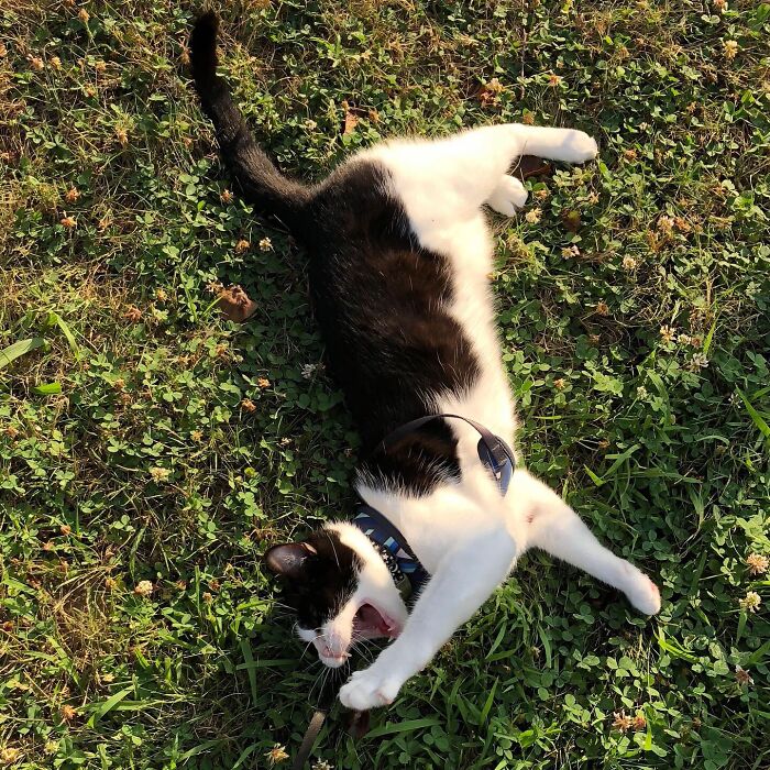 My Daughter Thinks She Is A Dog And Must Go For Walks