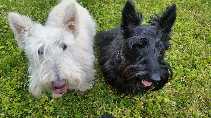 Our Salt And Pepper Rescue Boys (From Left - Harpo And Brutus)
