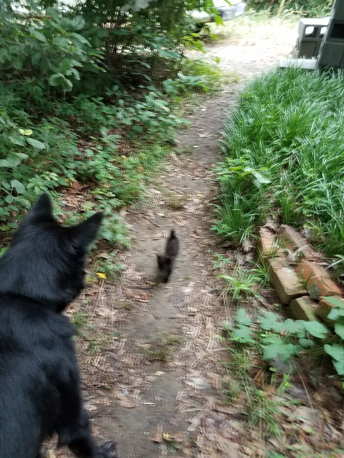 This Is Tb2. I've Posted Pics Of Her Before. She Was A Dump Kitty, 4 Wks Old. Shortly After This Was Taken, A Tnr Cat I Had Brought Home Earlier Would Jump Off The Counter And Bite Her On The Back Of The Neck. She Has Severe Nerve Damage. But She Eill Be 2 Yrs Old In May. I Am Her Physical Support Animal.