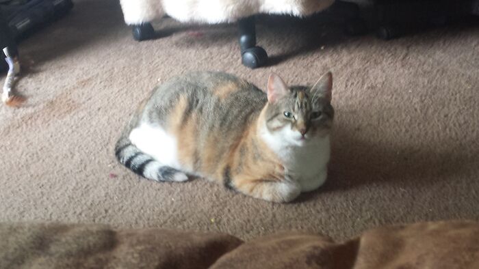 Not Sure If All Three Are Visable...calico Is Sweety, One Eyed Tux Is Pippy )he Was Born That Way, He Could Even Hunt In His Prime), And Lean Tux With Fire In Her Eyes (Zoom In, I Used Flash) Is Gidget