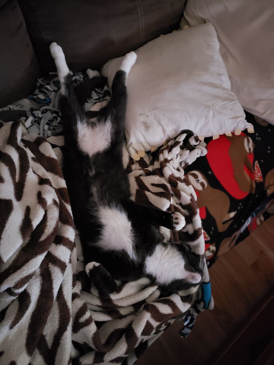 And Wyatt Is Down For The Count.