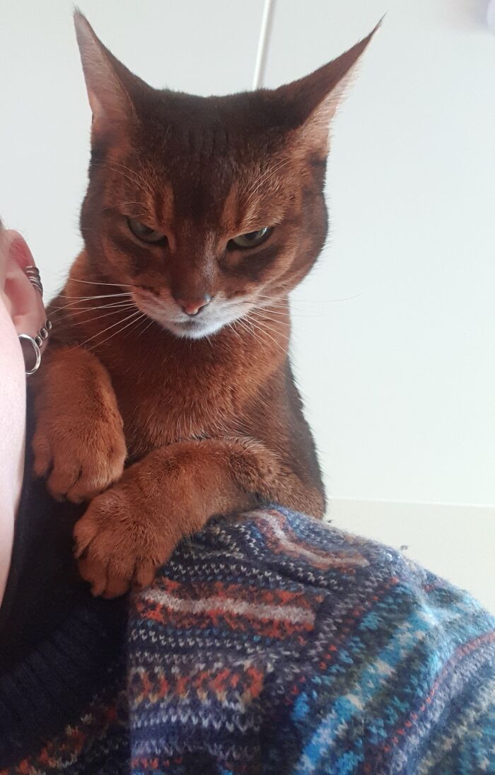 Elliot Loves To Sit On Shoulders