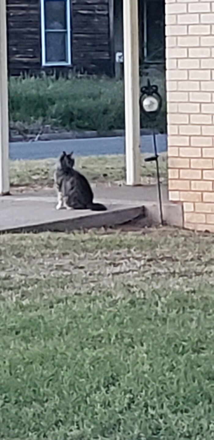 One Of The Pets Of The Apartment Complex