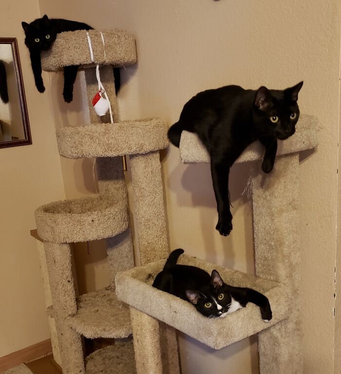 Top To Bottom: Muffy The Fluffy, Mister Jones, And Wyatt The Twitch.