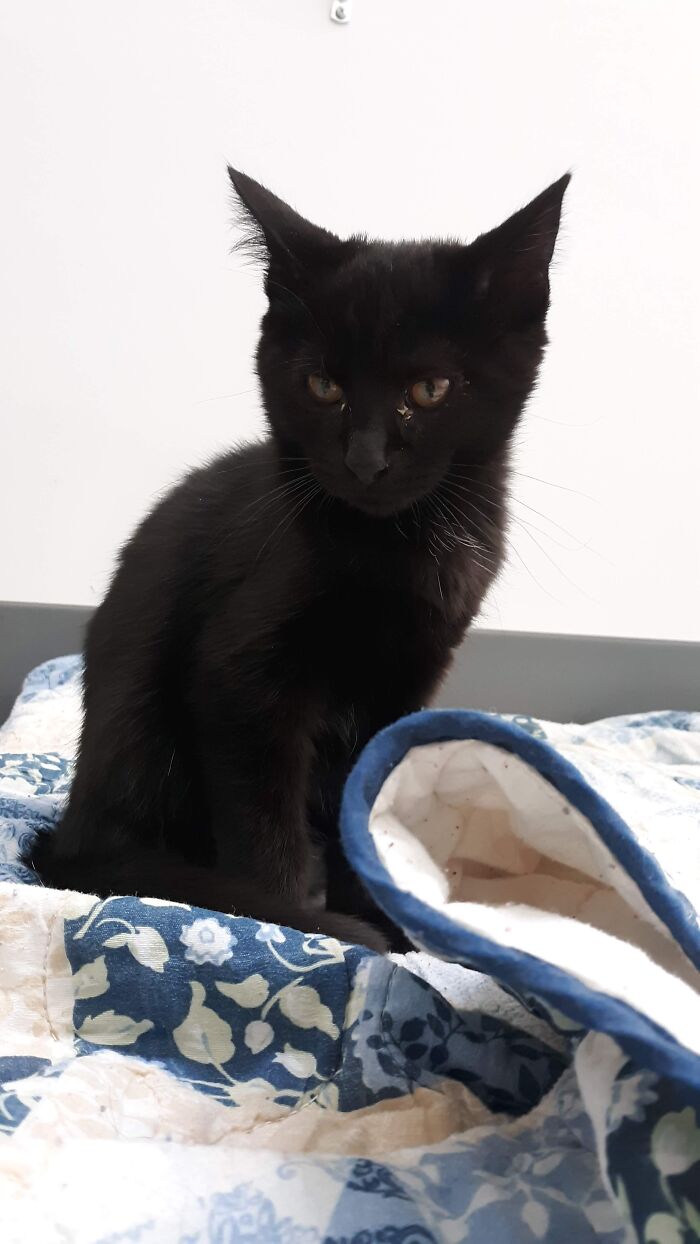 Two Sick Abandoned Kittens....to Two Full Grown Beautiful Messmaking Sweeties