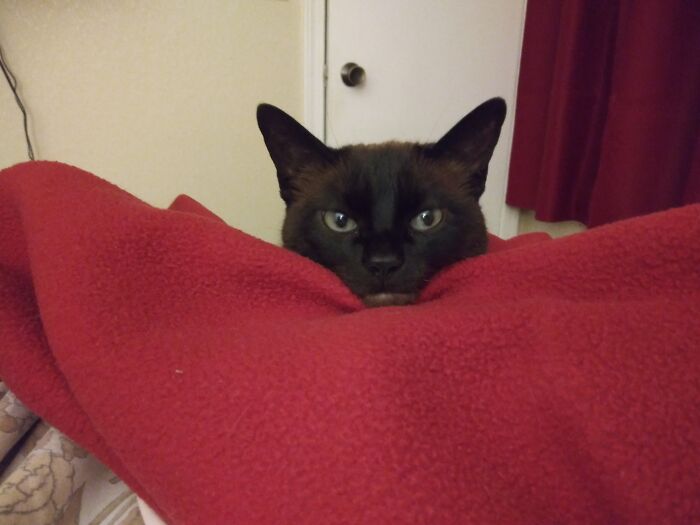 Just Look At Her Little Chin! She Is Waiting For Me To Stop Internet Shopping.