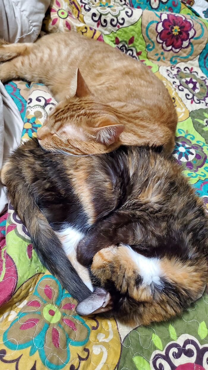 Oliver And Bella-Booboo