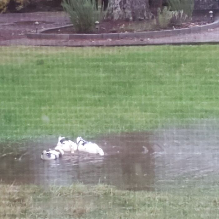 Dog, Cat, 2 Ferrets & 3 Ducks