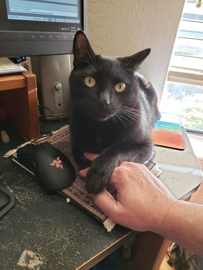 Mister Jones Gently Requests My Attention.