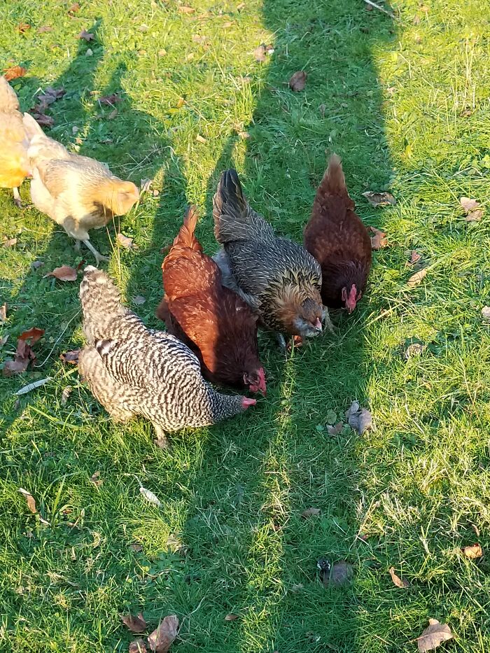 I Collect Chickens! I'm Up To 13 With Three Hatching Around The 28th!