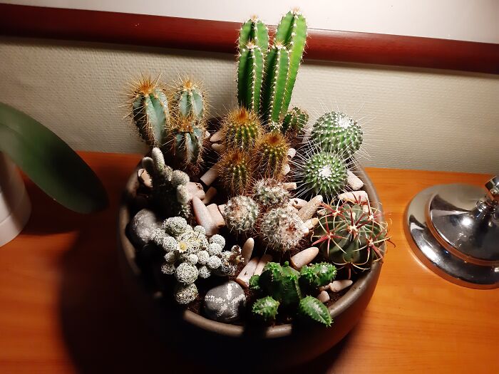 My Cacti Arrangement That My Bonus Daughter Decorated With Fossils (Sea Urchins And Sea Lily Stems)