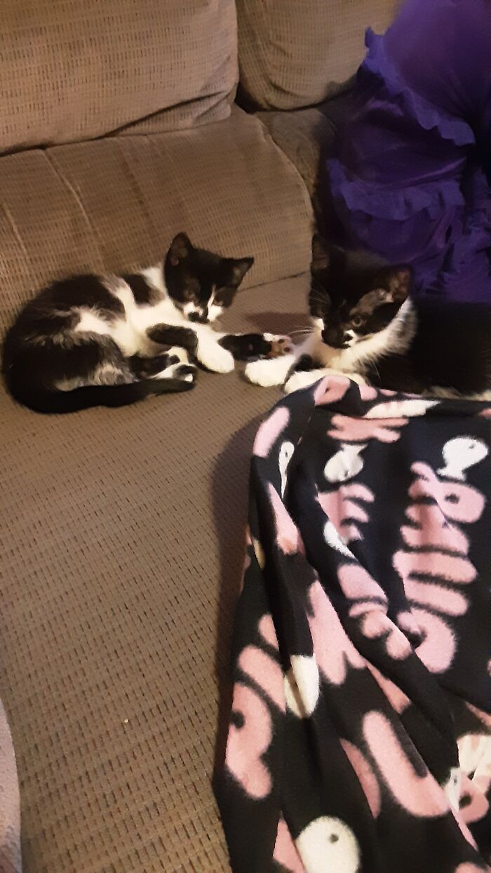 They Look Cute, But They Are Jerks.🙃