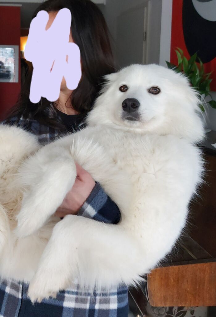 Probably My Sister Holding Our Samoyed Doggo