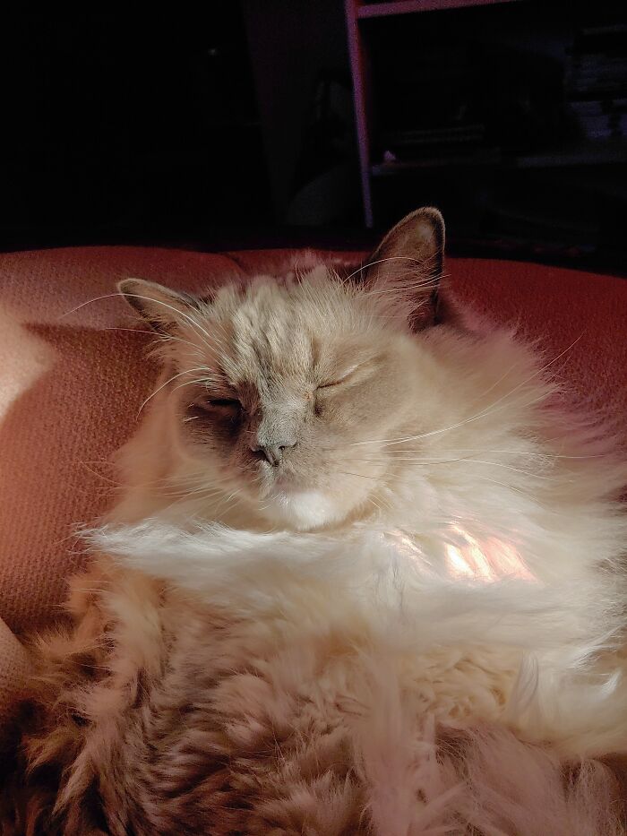 Sumo The Ragdoll Cat