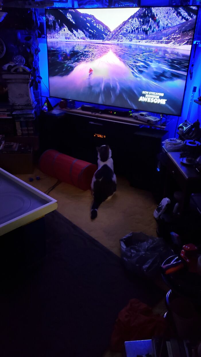 Mouse ... Watching TV