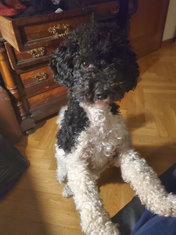 Meet Kaya My Beloved Poodle! She's 1 Y Old And Super Fun