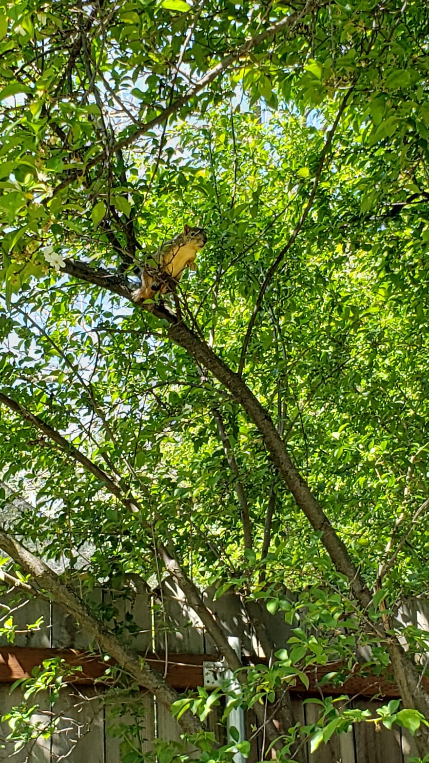 Under The Trees In The Back Corner Of The Yard With Nutty The Squirrel.